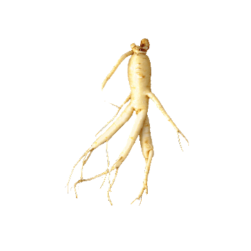 Ginseng Rouge bio en gélules
