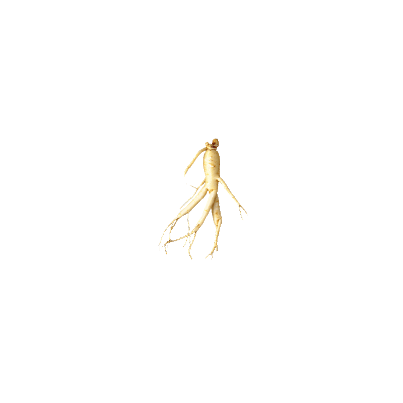 Ginseng Rouge bio en gélules Panax ginseng Meyer (Tonus et Forme)