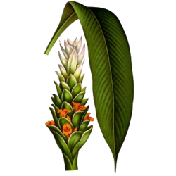 Glutathion GSH mélange en gélules