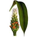 Glutathion GSH mélange en gélules