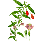Baies de Goji en gélules Pullulan (Lycium barbarum tibeticum)