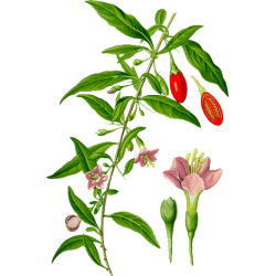 Goji Fruits gélules Pullulan