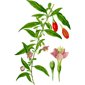 Goji Fruits gélules Pullulan Goji Fruits gélules Pullulan