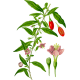 Baies de Goji en gélules Pullulan (Lycium barbarum tibeticum)