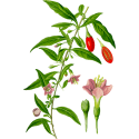 Goji Fruits gélules Pullulan