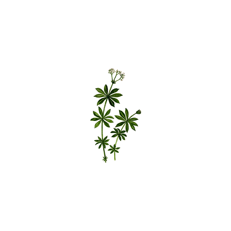 Gratteron en gélules (Galium aparine), détoxination