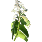 Griffonia L5-HTP en gélules, antidépresseur naturel