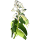 Griffonia L5-HTP en gélules