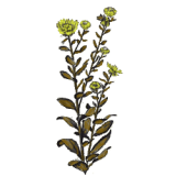 Grindelia robusta en gélules (Voies respiratoires)