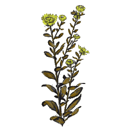 Grindelia en gélules Pullulan