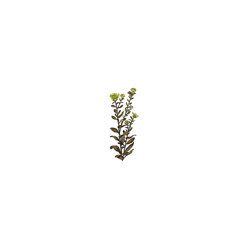 Grindelia robusta en gélules (Voies respiratoires)