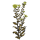 Grindelia robusta en gélules (Voies respiratoires)