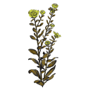 Grindelia en gélules Pullulan