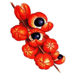 Guarana Warana BIO en gélules *