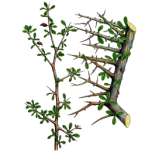 Gugulon en gélules (Commiphora mukul) - Cholestérol