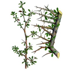 Guggul (Commiphora mukul) gélules Pullulan