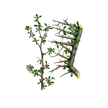 Guggul (Commiphora mukul) gélules Pullulan