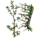 Guggul (Commiphora mukul) gélules Pullulan