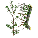 Guggul (Commiphora mukul) gélules Pullulan