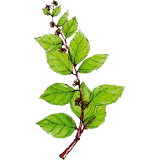 Gymnema Sylvestris en gélules - Cure minceur et glycémie