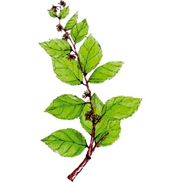Gymnema Sylvestris gélules Pullulan Gymnema Sylvestris gélules Pullulan