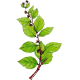 Gymnema Sylvestris gélules Pullulan