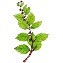 Gymnema Sylvestris gélules Pullulan