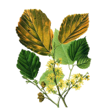Hamamélis virginiana Bio en gélules - Circulation veineuse