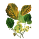 Hamamélis virginiana Bio en gélules - Circulation veineuse