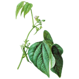 Haricot cosse en gélules (Phaseolus vulgaris)