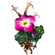 Harpagophytum Bio en gélules - Anti-inflammatoire naturel