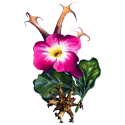 Harpagophytum Bio en gélules *