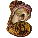 Poudre de coquille d'Huître en gélules