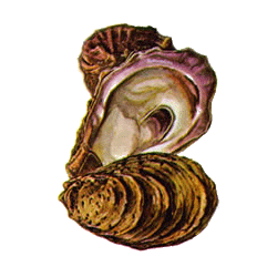 Huitre coquille en gélules Pullulan