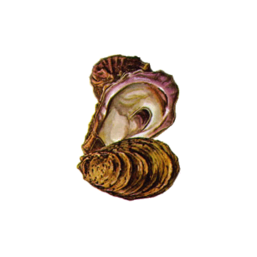 Huitre coquille en gélules Pullulan Huitre coquille en gélules Pullulan