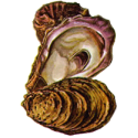 Huitre coquille en gélules Pullulan