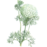 Khella Amni visnaga en gélules pour le coeur