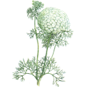 Khella fruit en gélules
