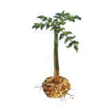 Konjac glucomannane en gélules, cure minceur