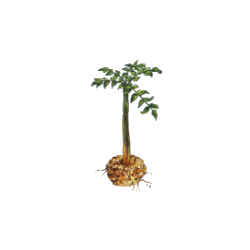 Konjac en gélules