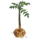 Konjac en gélules