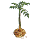 Konjac en gélules