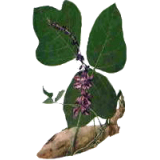 Kudzu racine en gélules Pullulan (Pueraria lobata)