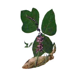 Kudzu en gélules Pullulan