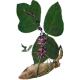 Kudzu en gélules Pullulan