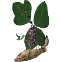 Kudzu en gélules Pullulan