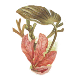 Laminaires algue en gélules (Laminaria digitata)