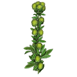 Lespedeza en gélules Pullulan