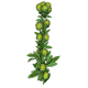 Lespedeza en gélules Pullulan