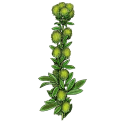 Lespedeza en gélules Pullulan